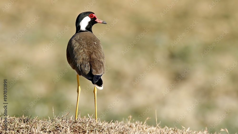Naklejka premium Red-wattled Lapwing (Vanellus indicus) 28-02-2018,Tumkur,Karnataka,India