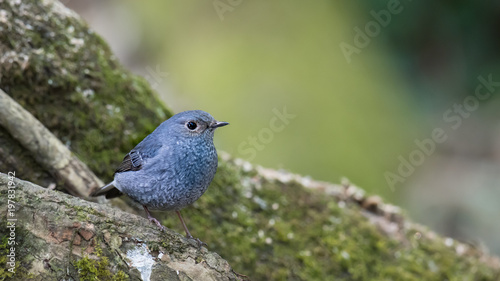 Beautiful close up bird photo with blur background, aves, feather, wing, wildlife, animals