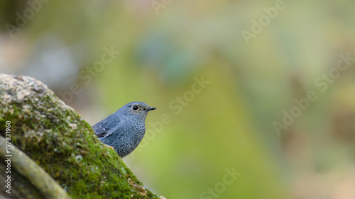 Beautiful close up bird photo with blur background, aves, feather, wing, wildlife, animals