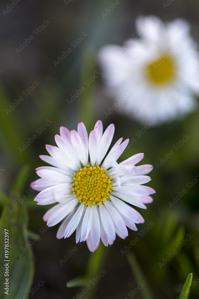 Fototapeta premium Couple of white daisy flowers in bloom on a green garden ground