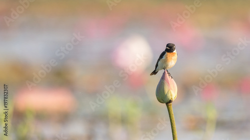 Beautiful close up bird photo with blur background, aves, feather, wing, wildlife, animals