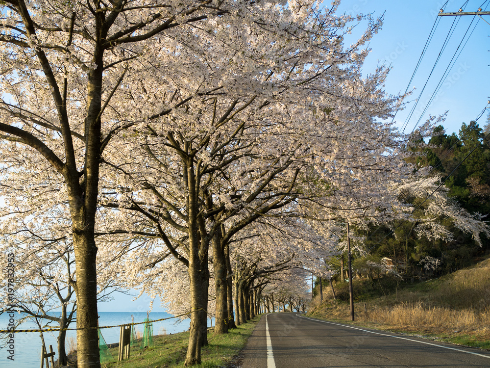 Obraz premium Japan, Sakura, Lake Biwa