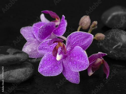 orchid flowers on a black background. 