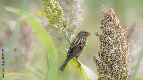 Beautiful close up bird photo with blur background, aves, feather, wing, wildlife, animals