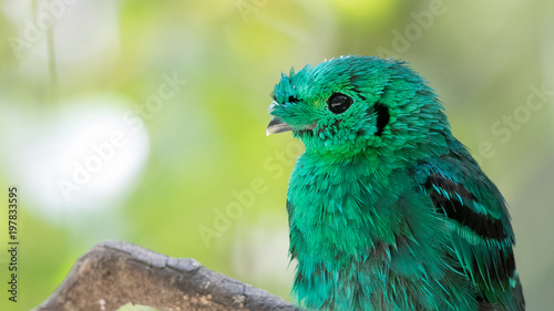 Beautiful close up bird photo with blur background, aves, feather, wing, wildlife, animals