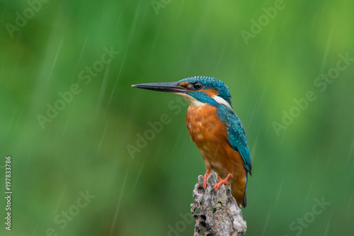 Beautiful common kingfisher on the wood stomp in the rain