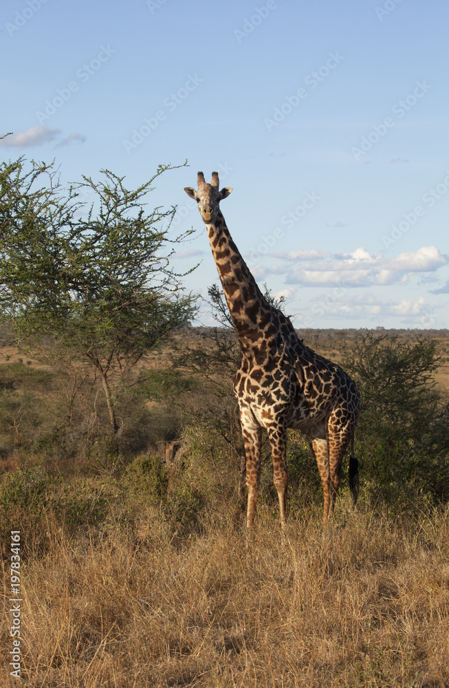 Fototapeta premium Giraffe in Tsawo National Park, Kenya
