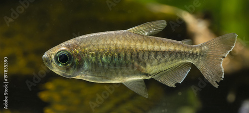 Tetra Congo in detail below the surface.