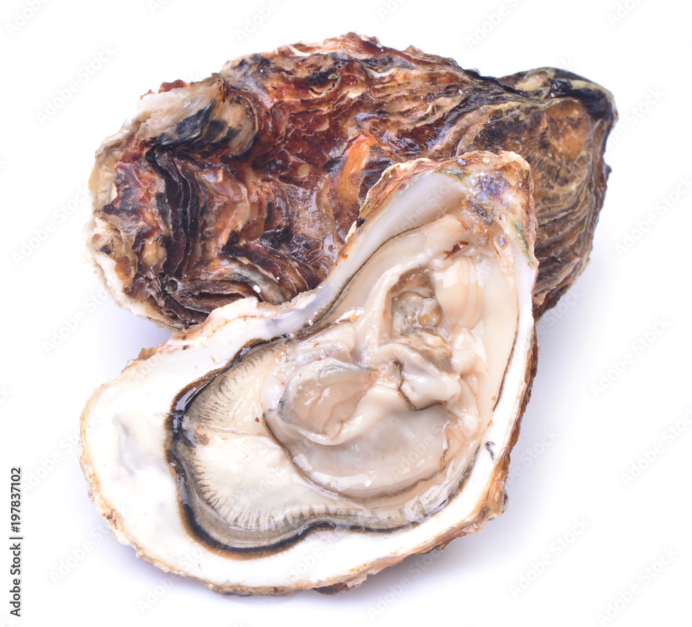 Fresh oyster Fresh oyster