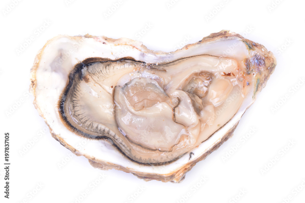 Fresh oyster Fresh oyster
