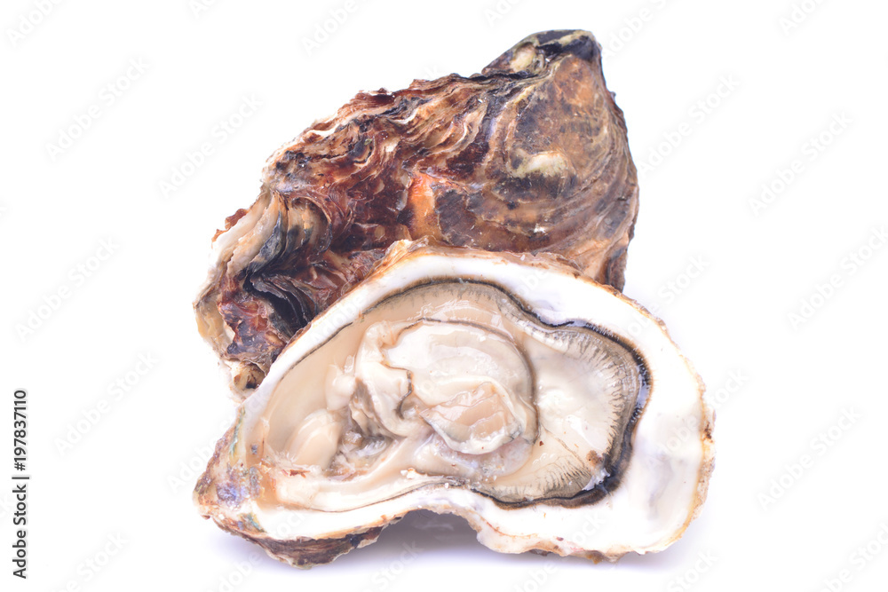 Fresh oyster on a white background Fresh oyster on a white background