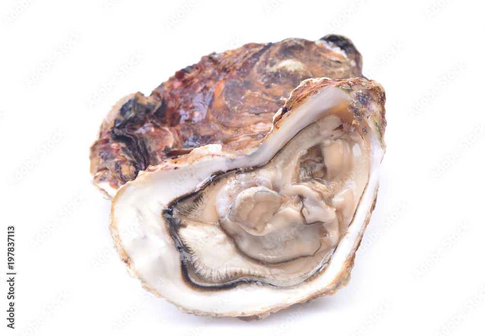 Fresh oyster Fresh oyster