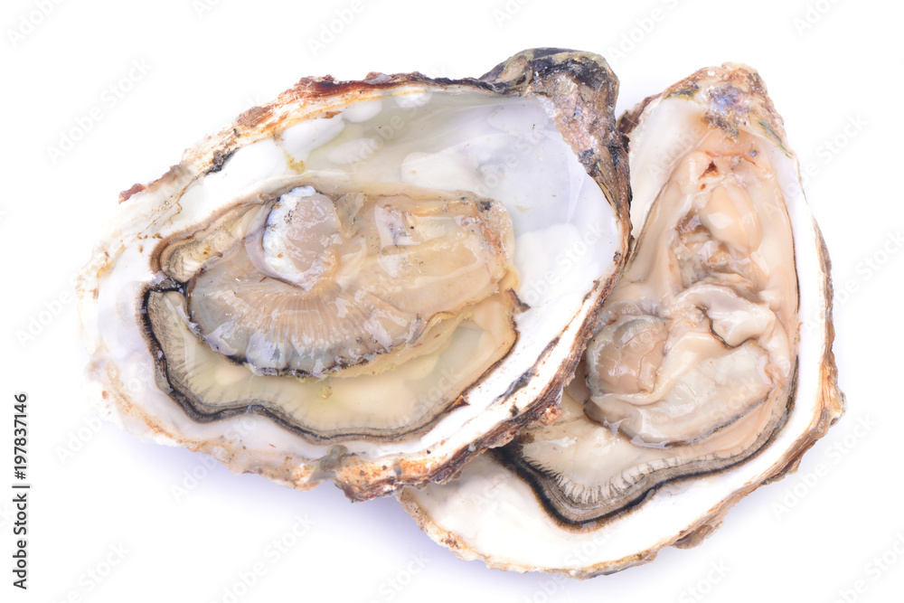 Fresh oyster on a white background