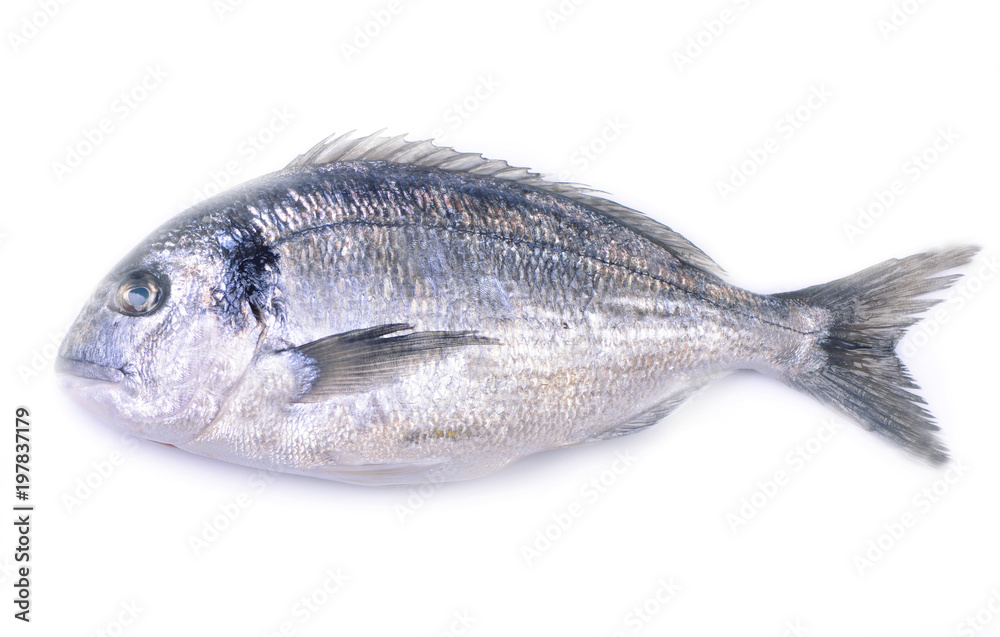 Fish dorado Fish dorado