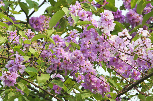 Purple flower blooming,Lagerstroemia loudonii flower hanging on tree