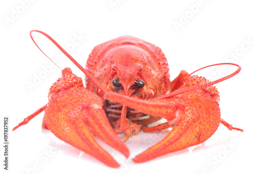 Cooked crawfish on a white background