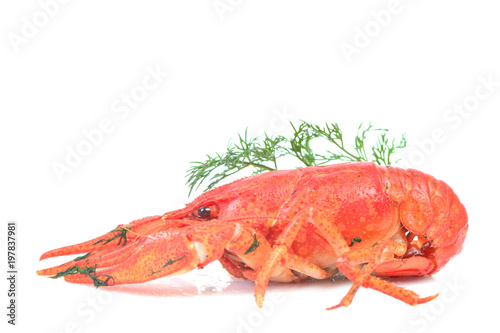 Cooked crawfish on a white background