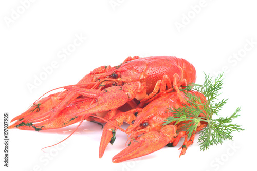 Cooked crawfish on a white background