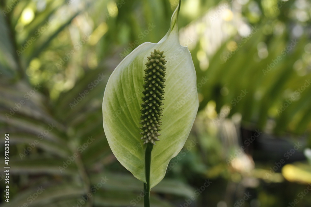 植物