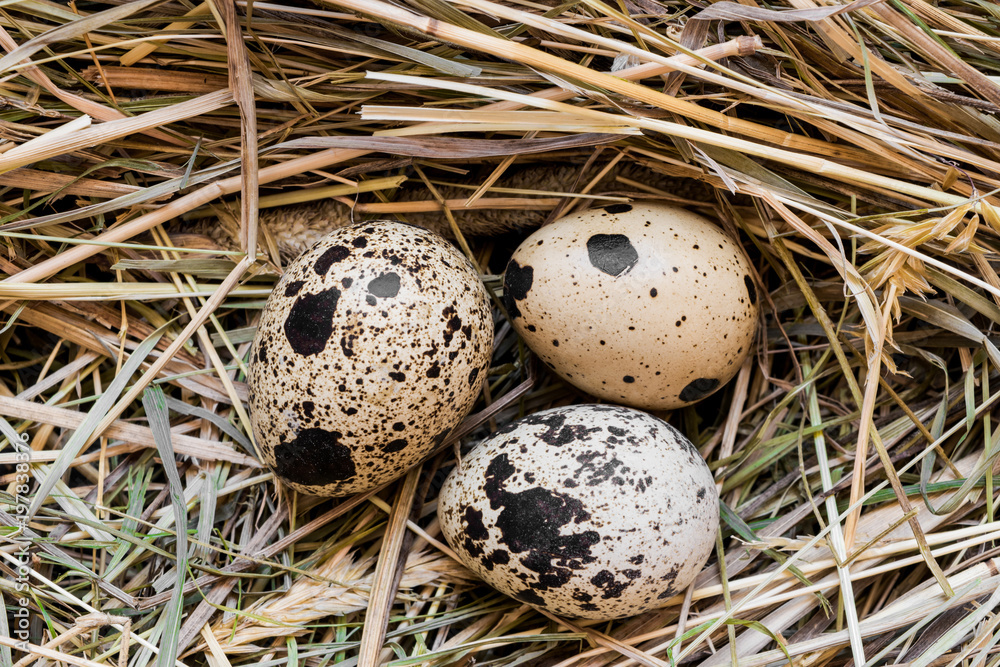 Three Quail Eggs in Hay Nest Three Quail Eggs in Hay Nest