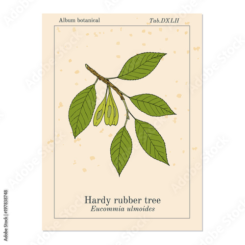 Hardy rubber tree Eucommia ulmoides , medicinal plant