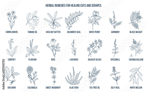 Herbal remedies for healing cuts and scrapes photo
