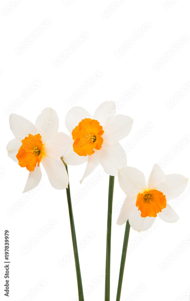 daffodils isolated daffodils isolated