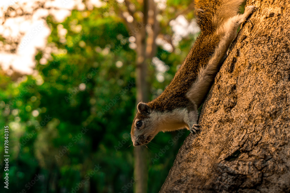 Naklejka premium Brown squirrel on the tree at evening