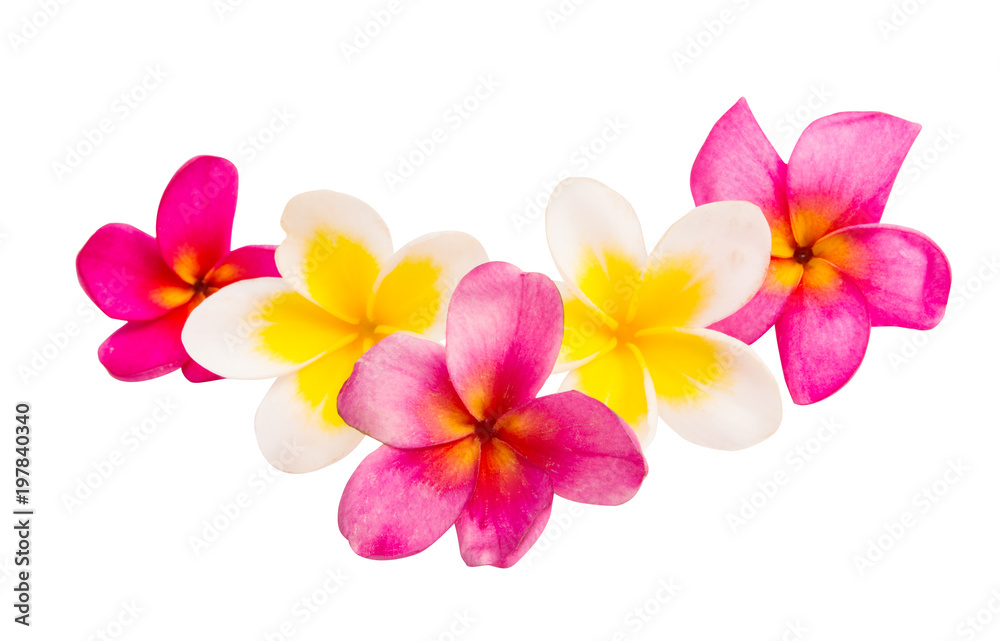 frangipani flower isolated - obrazy, fototapety, plakaty 