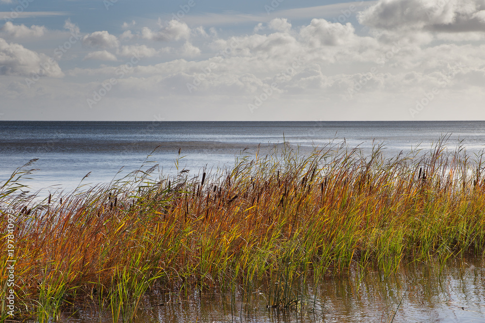 Grass in sea water, gulf of Riga, Baltic sea.