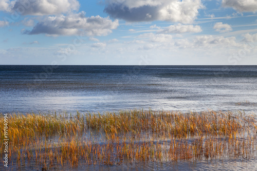 Grass in sea water  gulf of Riga  Baltic sea.