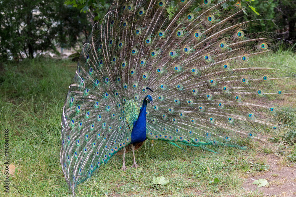 Obraz premium Peacock with spread tail