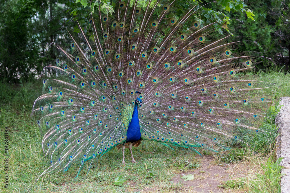 Obraz premium Peacock with spread tail