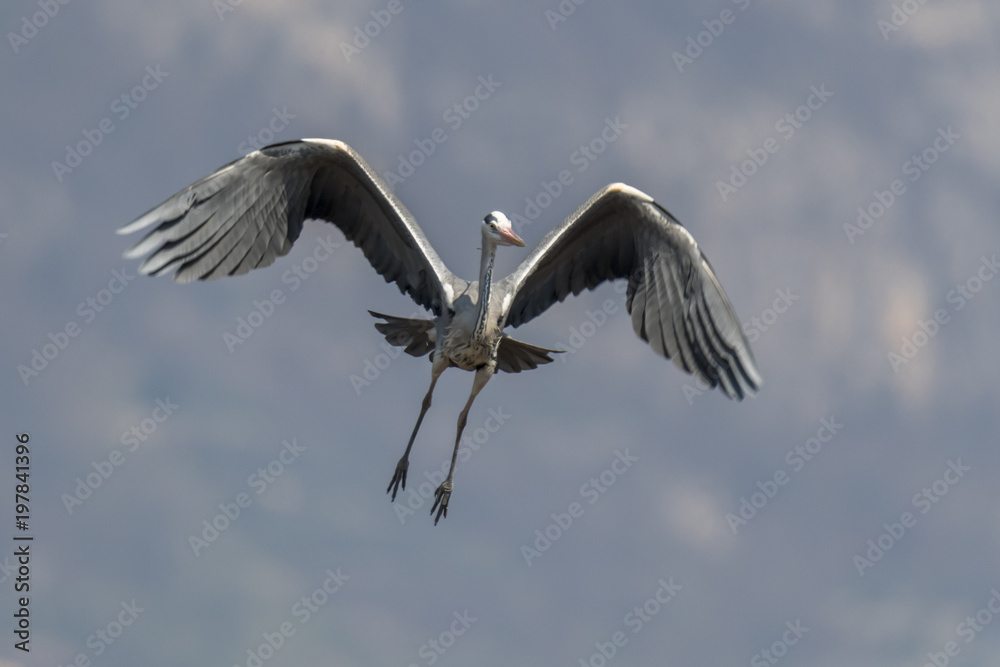 Obraz premium grey heron at lake