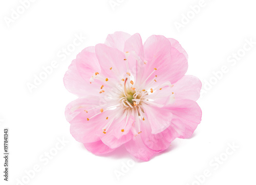 Blossoming branch of almond (PRUNUS TRILOBA)