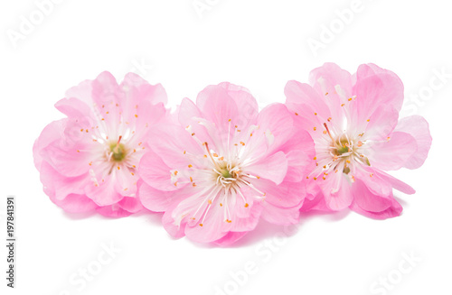 Blossoming branch of almond (PRUNUS TRILOBA)