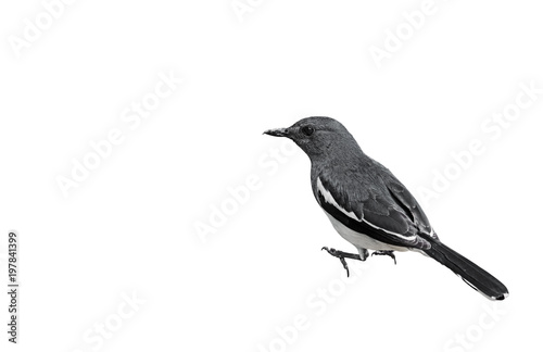 Oriental Magpie Robin or Copsychus Saularis Isolated on White Background, Clipping Path