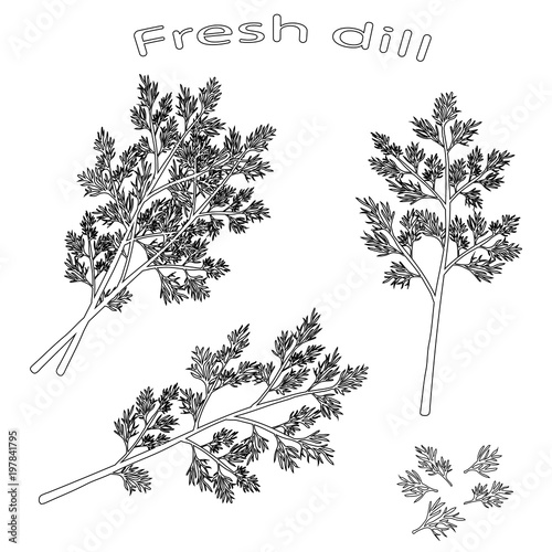 Black and white  icon of fresh dill. Black silhouette dill close-up. Green vegetables. Vector illustration.