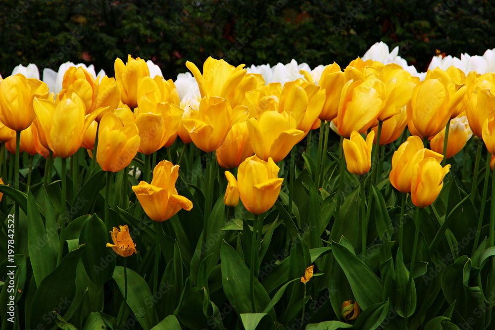 Obraz premium Tulip Border