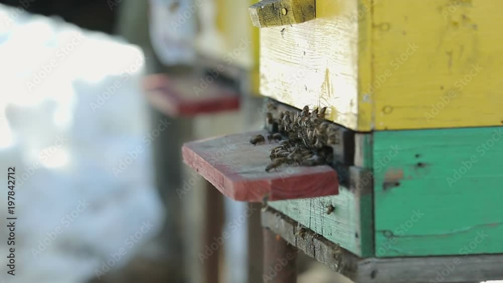 Many bees fly out of the hive in the spring, the snow is around. Close up. The concept of the awakening of nature Many bees fly out of the hive in the spring, the snow is around. Close up. The concept of the awakening of nature