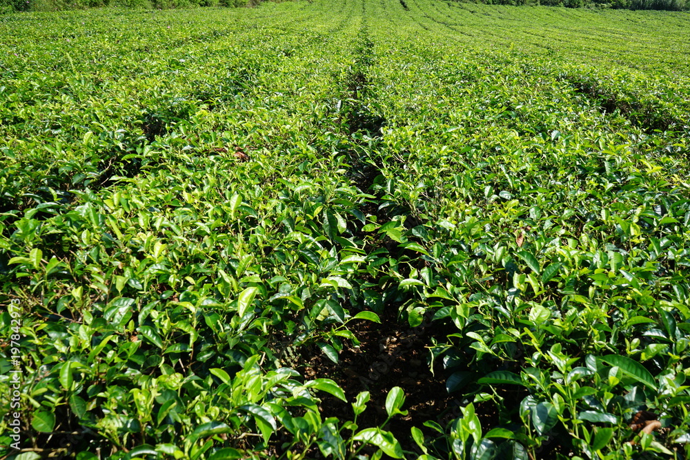 Tea plantation Indonesia
