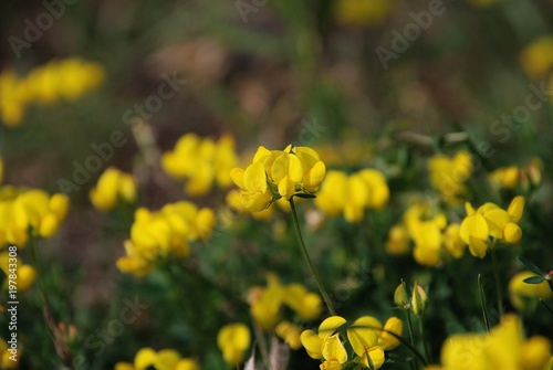 beautiful yellow clover flower on a meadow