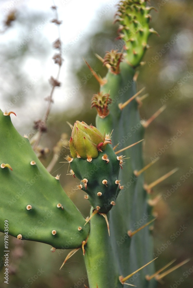 beautiful prickly pear flower in the garden