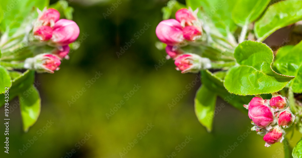 Obraz premium Blooming branch with buds and red Flowers at Spring Time. Apple tree flowers. copy space.