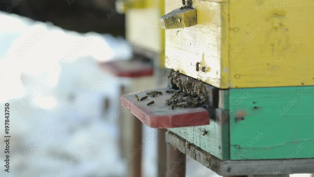 Many bees fly out of the hive in the spring, the snow is around. Close up. The concept of the awakening of nature Many bees fly out of the hive in the spring, the snow is around. Close up. The concept of the awakening of nature