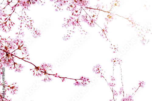 満開の桜と空とコピースペース