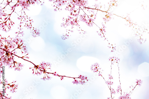 美しい桜と青空