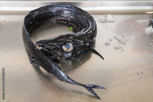 Unusual rare black scabbard fish famous big eyes, sharp strong fang-like teeth. Its length is up to 110 cm, lives at depths from 100 to 500 m in the Atlantic Ocean near Madeira and the Canary Islands photo