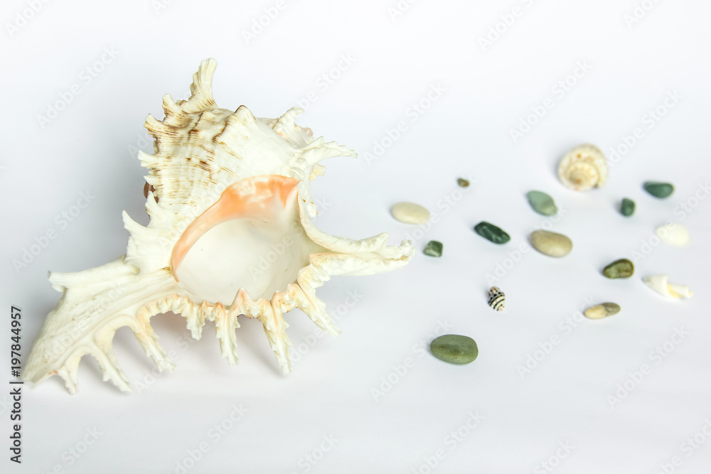 Sea shell and sea pebbles on a white background Sea shell and sea pebbles on a white background
