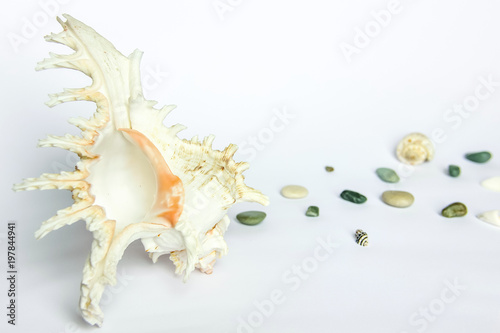 Sea shell and sea pebbles on a white background